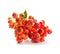 Pyracantha, firethorn