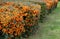 Pyracantha  firethorn  attractive orange berries and utumn rain. Pyracantha coccinea orange glow firethorn is excellent evergree
