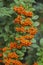 Pyracantha Firethorn berries
