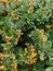 Pyracantha Firethorn Hedge Plant with bright yellow berries