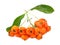 Pyracantha Firethorn orange berries