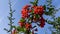 Pyracantha or firethorn, red fruits of an evergreen against a blue sky