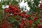 Pyracantha fruit on a branch