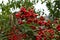 Pyracantha fruit on a branch