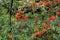 Pyracantha fruit on a branch