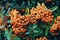 Pyracantha orange berries, green leaves