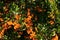 Pyracantha orange berries with green leaves in autumn