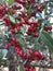 Pyracantha Red Fruit