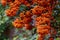 Pyracantha Saphyr Orange