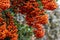 Pyracantha Saphyr Orange