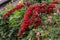 Pyracantha Saphyr Red