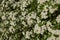 Pyracantha shrub in bloom