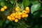 Pyracantha yellow berries