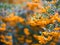 Pyracantha, yellow or orange berries and the background is blurred.