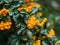 Pyracantha, yellow or orange berries and the background is blurred.