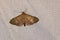 Pyralidae moth