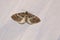 Pyralidae moth