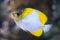 Pyramid butterflyfish (Hemitaurichthys polylepis).