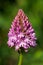 Pyramid orchid anacamptis pyramidalis