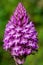 Pyramid orchid anacamptis pyramidalis