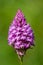 Pyramid orchid anacamptis pyramidalis