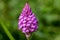 Pyramid orchid anacamptis pyramidalis