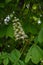 Pyramid shape bunch of white flowers of chestnut tree among lush foliage. Inflorescence and green leaves of horse chestnut tree