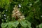 Pyramid shape white blossoms of chestnut tree on green blurry background. White flowers among lush foliage. Inflorescence