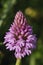 Pyramidal Orchid