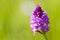 Pyramidal Orchid