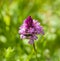 Pyramidal Orchid