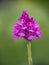 Pyramidal orchid aka Anacamptis growing in Devon, UK.