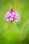 Pyramidal orchid, Anacamptis pyramidalis