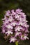 Pyramidal Orchid, Anacamptis pyramidalis