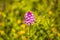 Pyramidal Orchid, German wild orchid