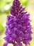 Pyramidal Orchid, German wild orchid