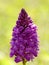 Pyramidal Orchid, German wild orchid
