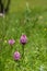 Pyramidal orchid plants on a green field â€“ Anacamptis pyramidalis