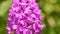 Pyramidal orchid on the UNESCO reserve Swabian Alb