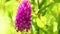 Pyramidal orchid on the UNESCO reserve Swabian Alb