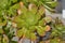 Pyramidal panicle Aeonium arboreum, green rosette, purple tips leaves