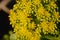 Pyramidal panicle Aeonium arboreum yellow flower close-up