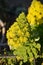 Pyramidal panicle Aeonium arboreum yellow flower, green leaves