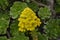 Pyramidal panicle Aeonium arboreum yellow flower and green rosettes leaves