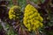 Pyramidal panicle Aeonium arboreum yellow flowers and purple leaves