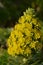 Pyramidal panicle of bright yellow Aeonium arboreum, flowers