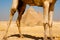 Pyramids Framed Through Camel Legs