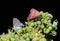Pyrausta laticlavia the southern purple mint moth