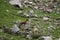 Pyrenean chamois in Pyrenees