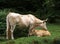 Pyrenean Cow or Blonde des Pyrenees, Cow with Calf, Domestic Cattle from France